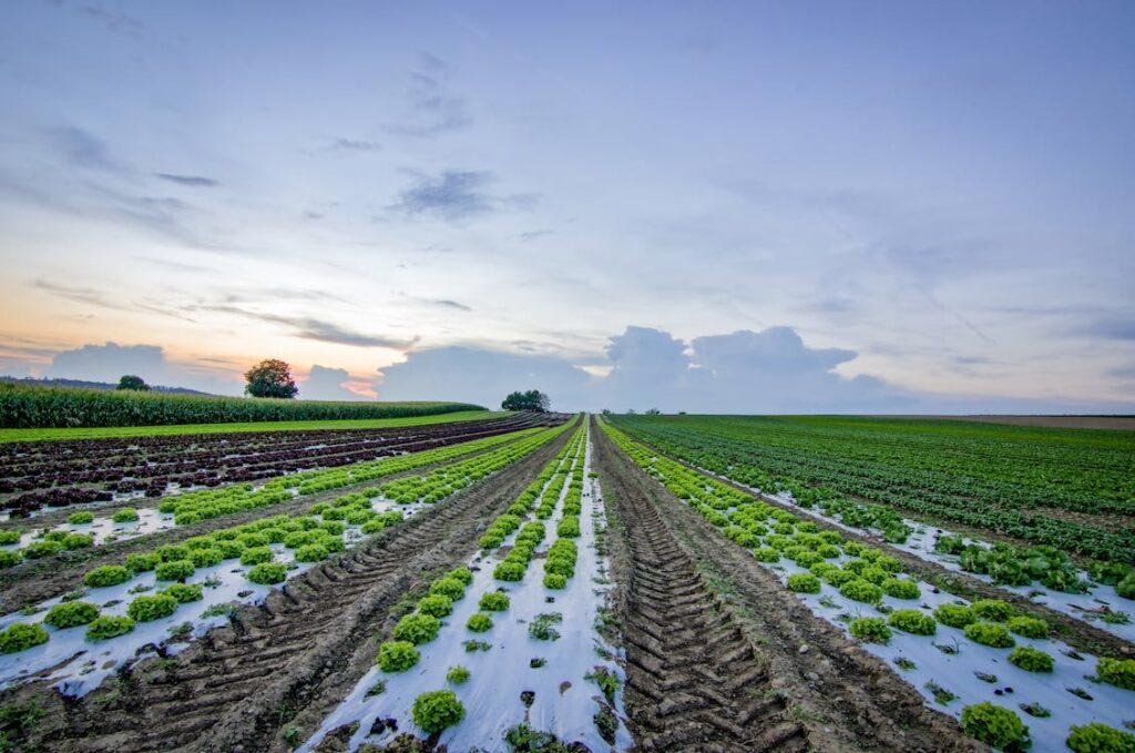 Aminoácidos para agricultura