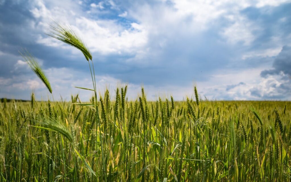 insecticidas agrícolas